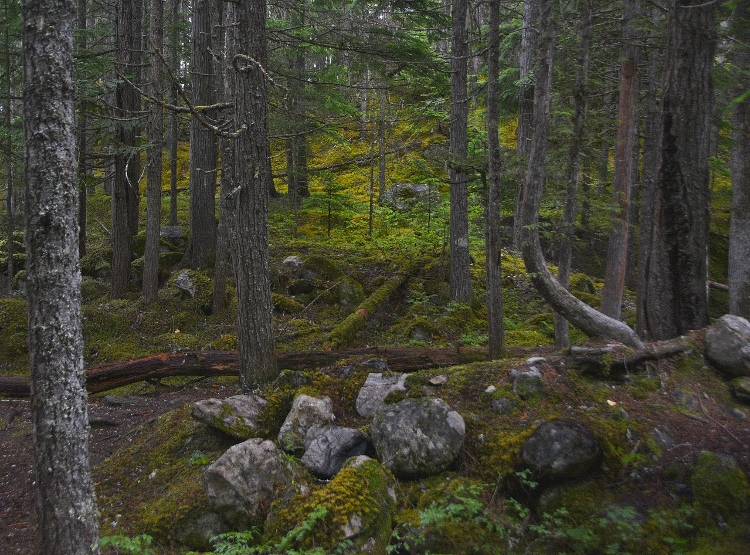 mossy groundcover